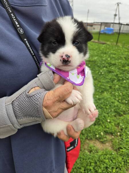 satoya_boshu's tweet photo. かわいい子犬、南ちゃん
推定0歳1ヶ月
♀ 奈良県

おてんばで遊ぶことが大好きな女の子。
元気いっぱいです！
おしっこは、トイレシートでしてくれるおりこうさんです。

親犬は15kgくらいです。 https://t.co/PnjACB7LXL