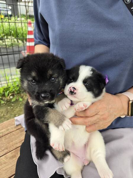 satoya_boshu's tweet photo. かわいい子犬、南ちゃん
推定0歳1ヶ月
♀ 奈良県

おてんばで遊ぶことが大好きな女の子。
元気いっぱいです！
おしっこは、トイレシートでしてくれるおりこうさんです。

親犬は15kgくらいです。 https://t.co/PnjACB7LXL