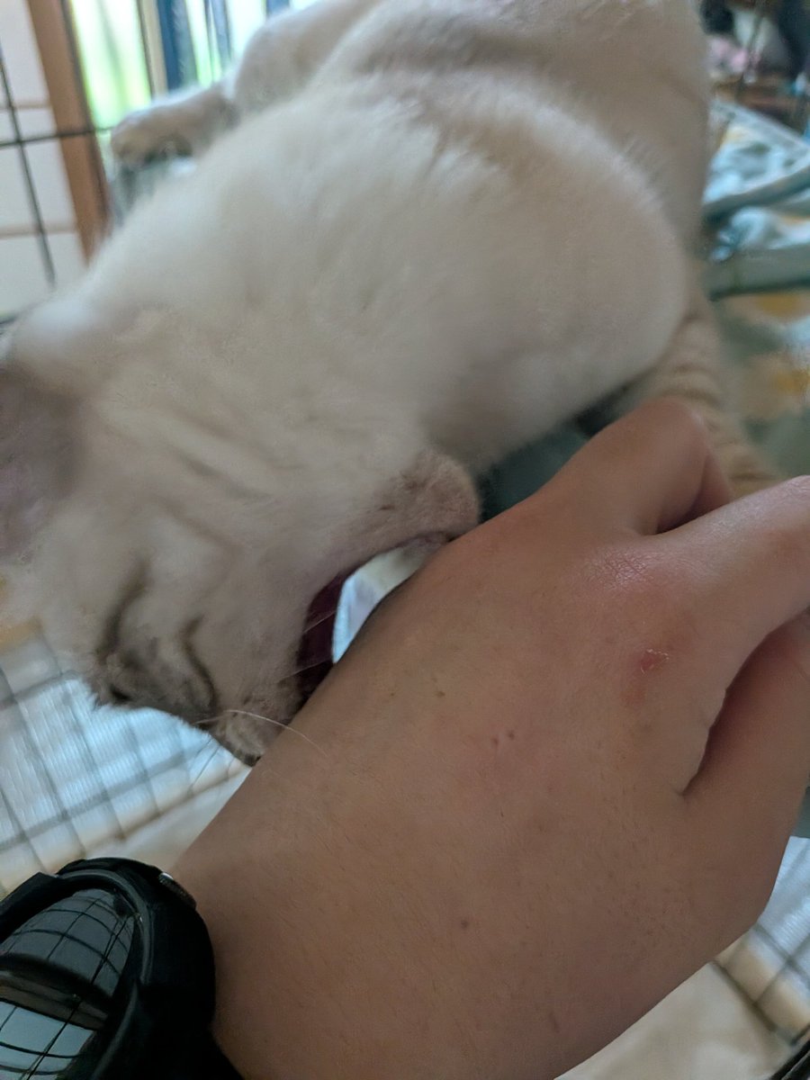 before_ending's tweet photo. 実家の猫には猛烈に威嚇され、飼い猫にはここぞとばかりに噛みつかれ
私猫に嫌われる質なのかもしれん https://t.co/91ITVl5glp