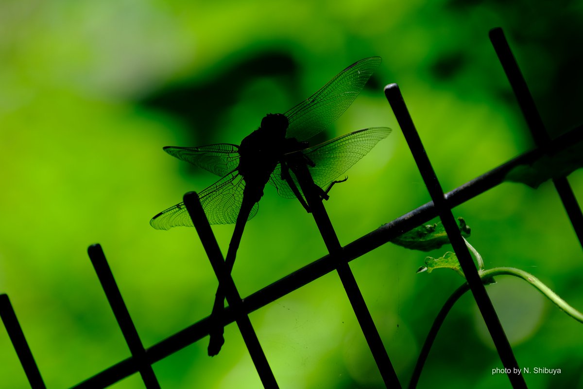 insect428's tweet photo. このシルエットだけでトンボの名前がわかる方には、ただただ尊敬の念しかありません。
（2026年7月10日撮影��� https://t.co/qeE0kQTKeL