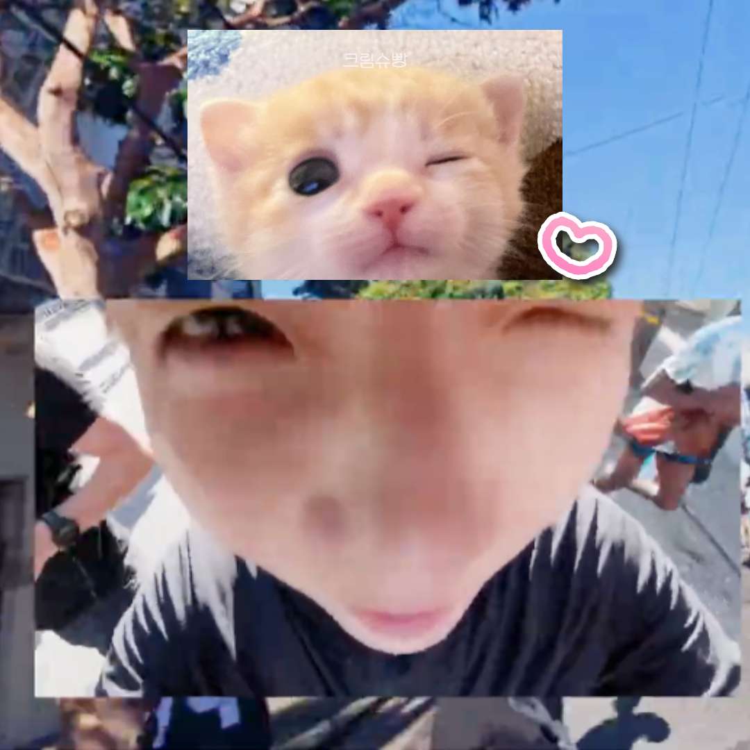 creamsuga_'s tweet photo. 아기슙냥 (｡•.-｡)♡ https://t.co/xPF4G7gzbf