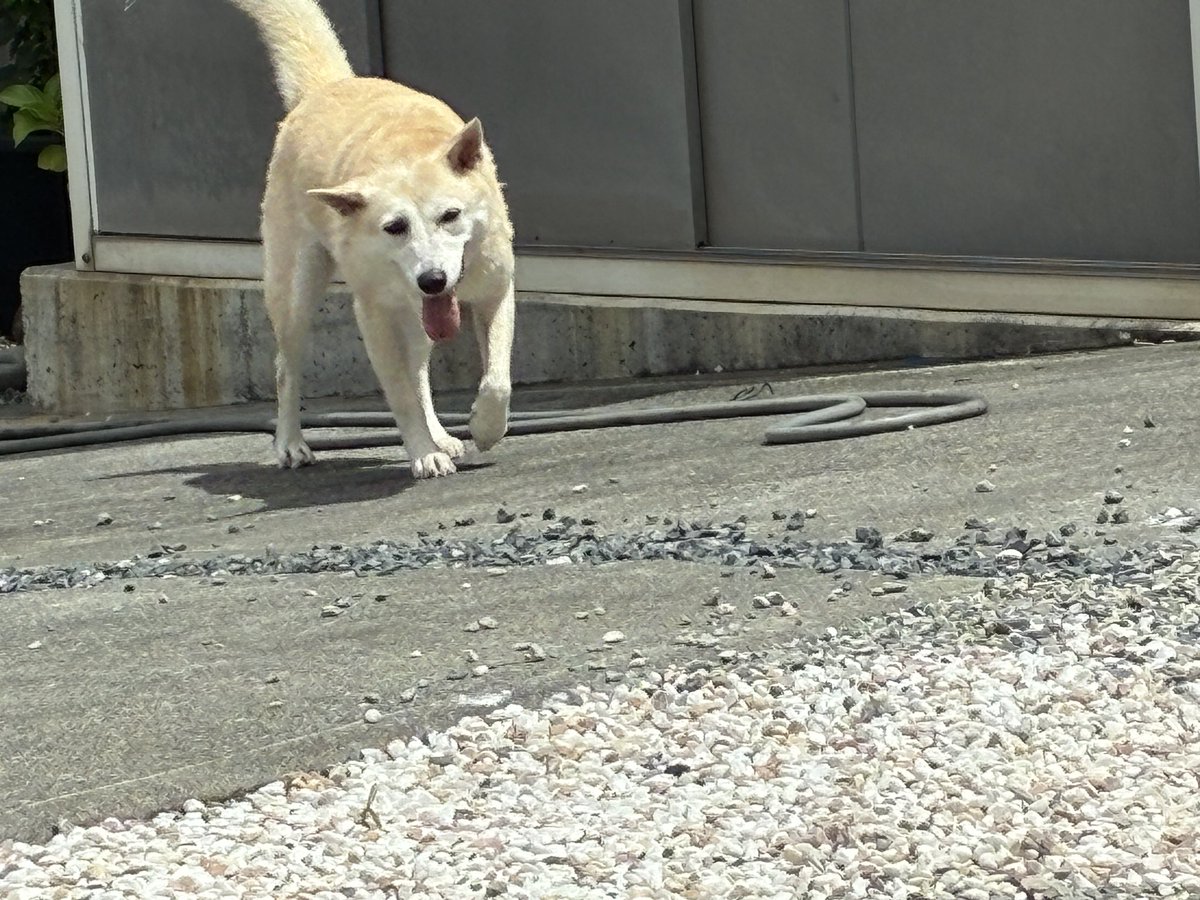 Shi7315ma's tweet photo. シャンプー後のきなこ🐕暑い〜でもおやつ探し辞めない😆
ここ2日夜になると熱が出る疲れか喉も痛いので風邪だろうけど知恵熱かも😁
次男のお嫁さんがつわりで辛いので一歳半の双子が夕飯食べに来るんだけどメニューを考えるのが大変でね💦
何でもいいと思うけど保育園の献立表見たらそうもいかない😅 https://t.co/3xevFzgVY7