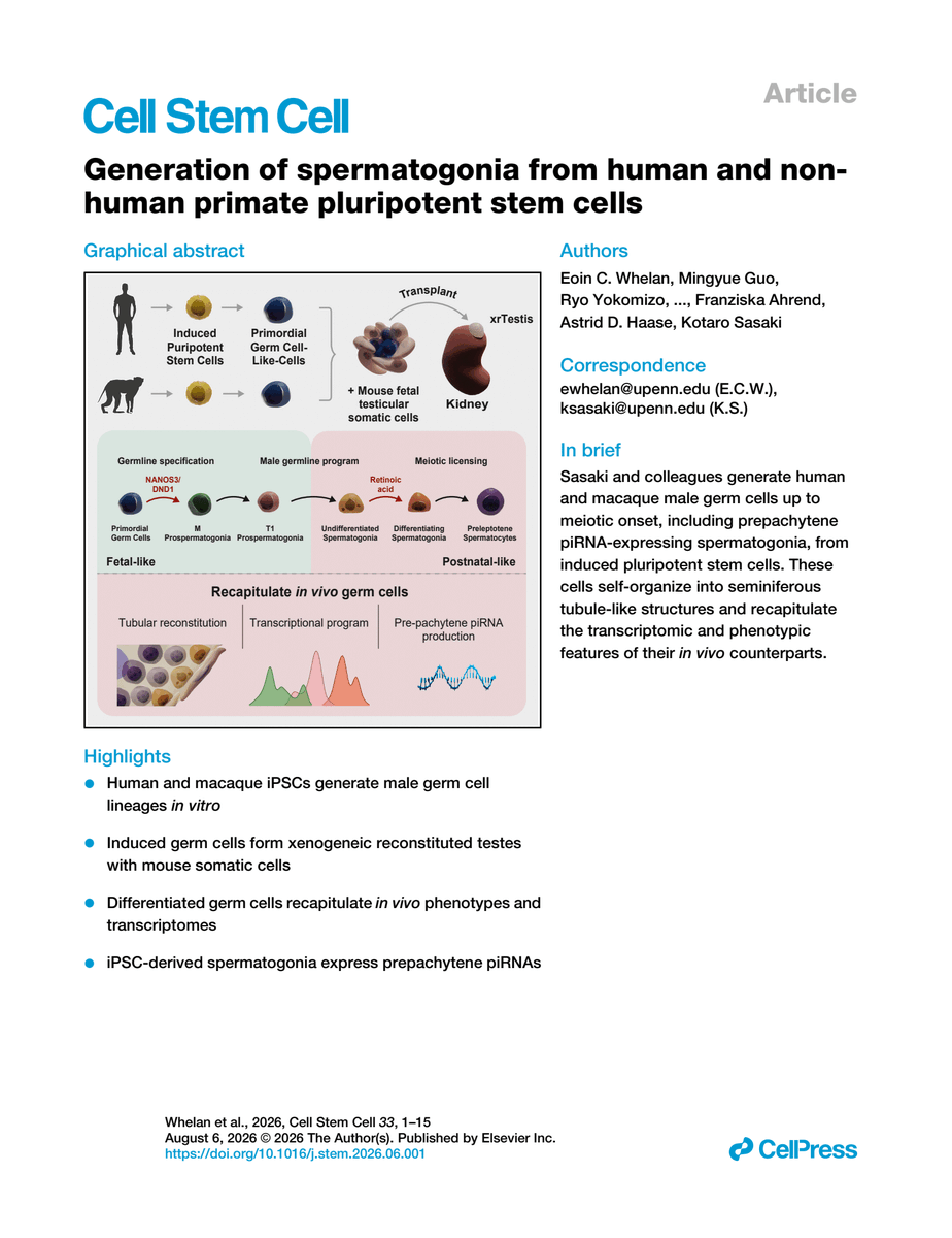 CellPressNews's tweet photo. "Generation of spermatogonia from human and non-human primate pluripotent stem cells"

Learn more in Cell Stem Cell: https://t.co/jgJUuwgr3U

Eoin C.Whelan, Kotaro Sasaki &amp; colleagues
@cellstemcell https://t.co/XNQDByeAQk