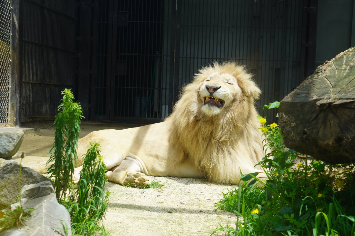 utsunomiya_zoo's tweet photo. 穏やかな顔を見せていた #ステルク

次の瞬間には……🦁

いろいろな表情を見せてくれました📷

#宇都宮動物園 #ホワイトライオン #動物観察 https://t.co/xthKAxdAWm