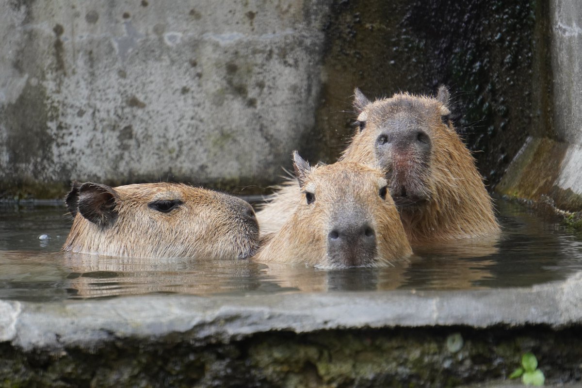 カピゴン松島【日本一、野生のカピバラを調査する探検家