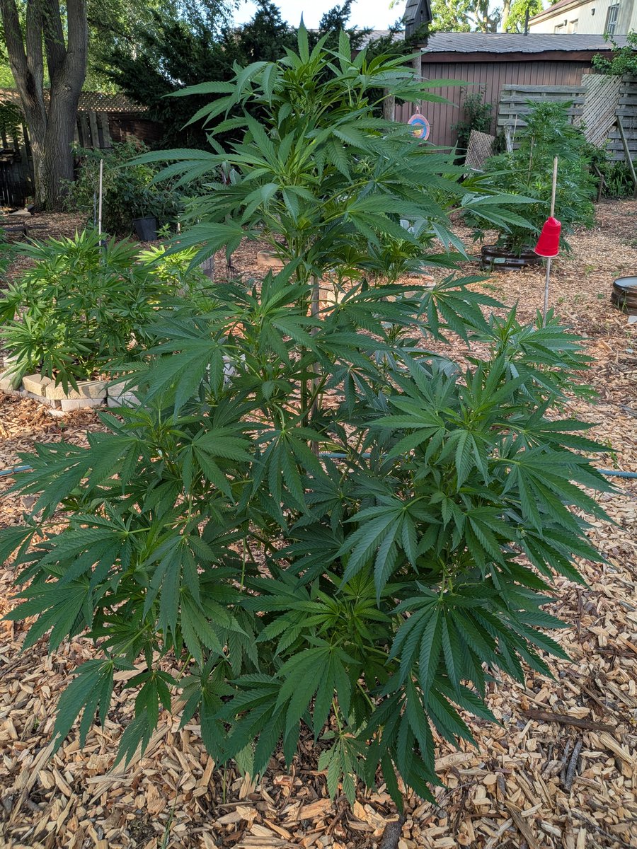 only1wayneking's tweet photo. Have yourselves a great weekend & try to stay cool ๐ฅ๐
This is a revival of Leprechaun Gold from the 3rd season grow ๐ชด๐๐ฑ๐ฅโ๏ธ
#GrowYourOwn #BioBuds
#Weed4All #420Life https://t.co/lSGUY7H60Q