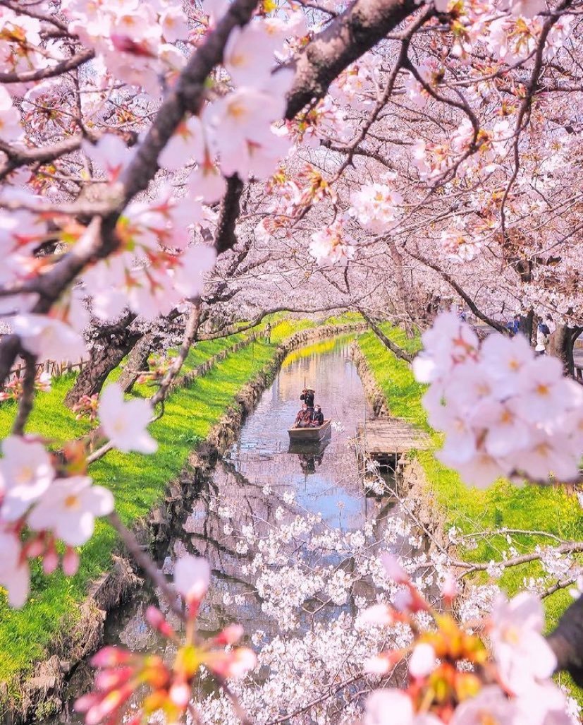 calmlivng's tweet photo. Nara, Japan 🇯🇵 https://t.co/03cN2rEc1z