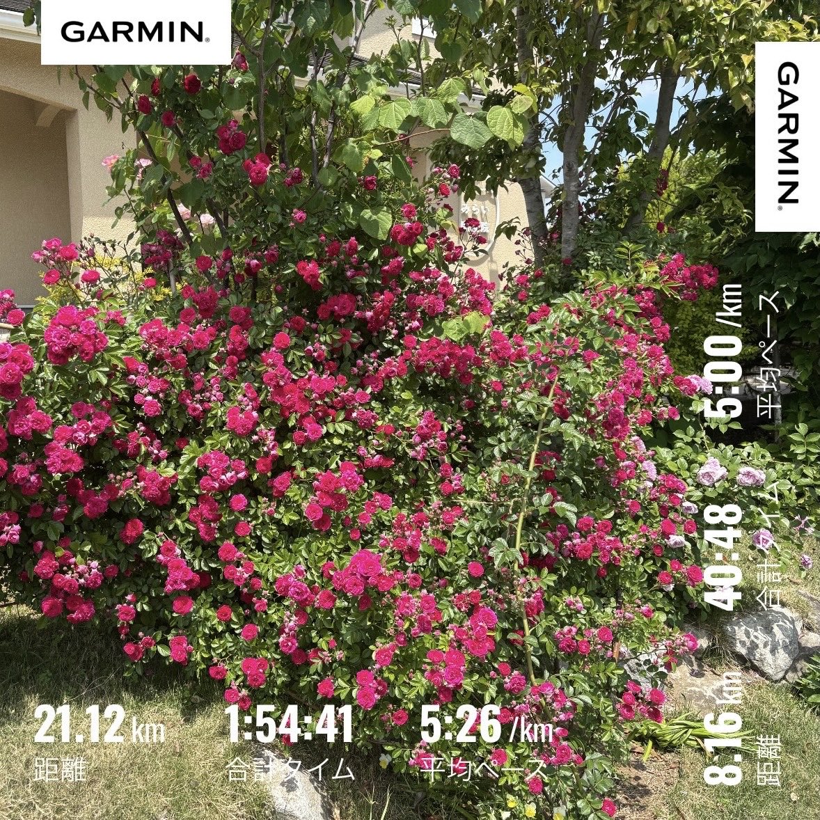 swimming_jp's tweet photo. 7/8 🏊‍♂️3000m
7/9 朝ラン21km🏃+夜トレミ8km🏃
7/10 🏊‍♂️2100m

暑さに慣れたとはいえ昼にかけてのランは厳しくなってきました🥵夜、妻とスポクラに行く約束をしていたので、休憩しながら余力を残して終了🙂
昨日はリカバリースイムのつもりが調子が良く飛ばしてしまいました😅
https://t.co/OnL6cRriVO https://t.co/UcIkHIzq4u