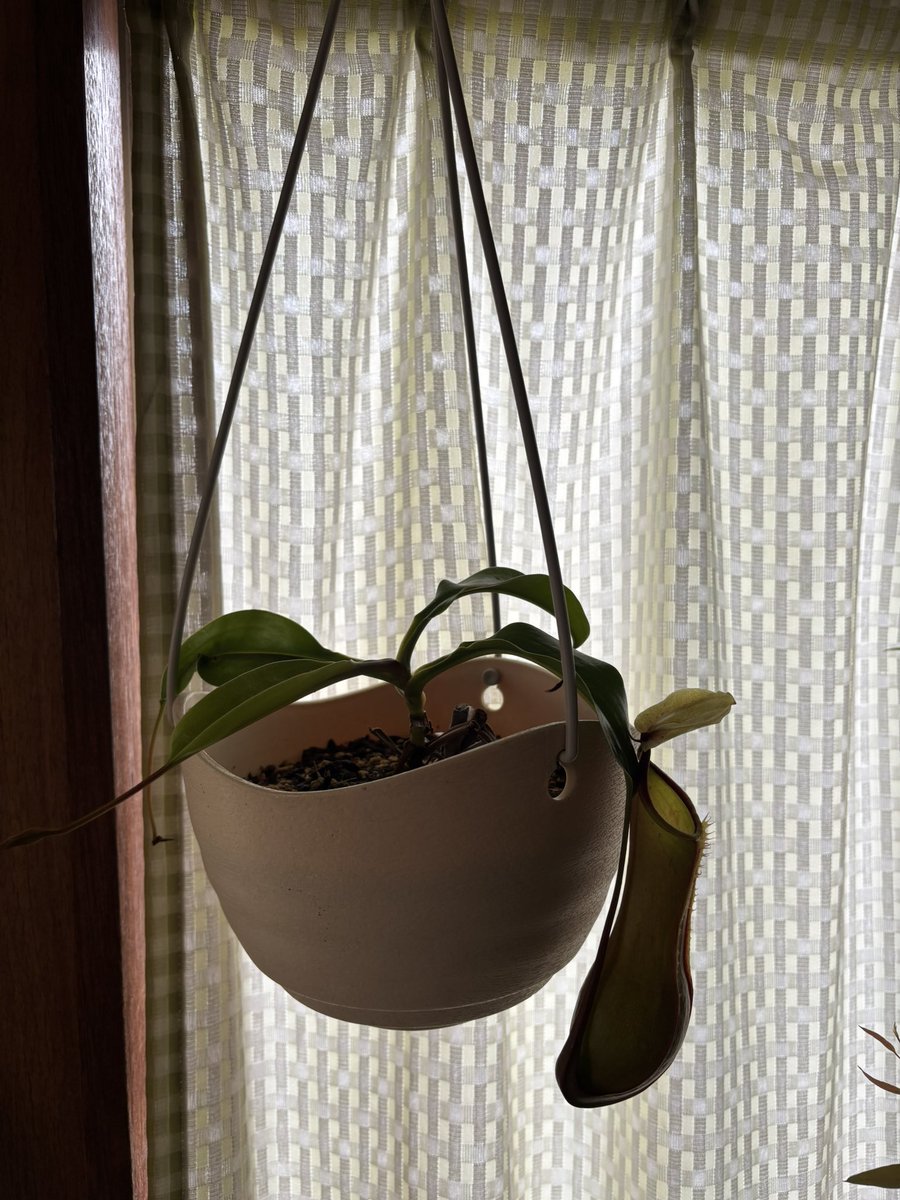 dalmatianfrog's tweet photo. 植物
ユーカリ 2000円
カカオ 2000円
バニラ 1000円
ネペン(アラタ ヒスイ) 1000円 https://t.co/YUCrMpCe5V