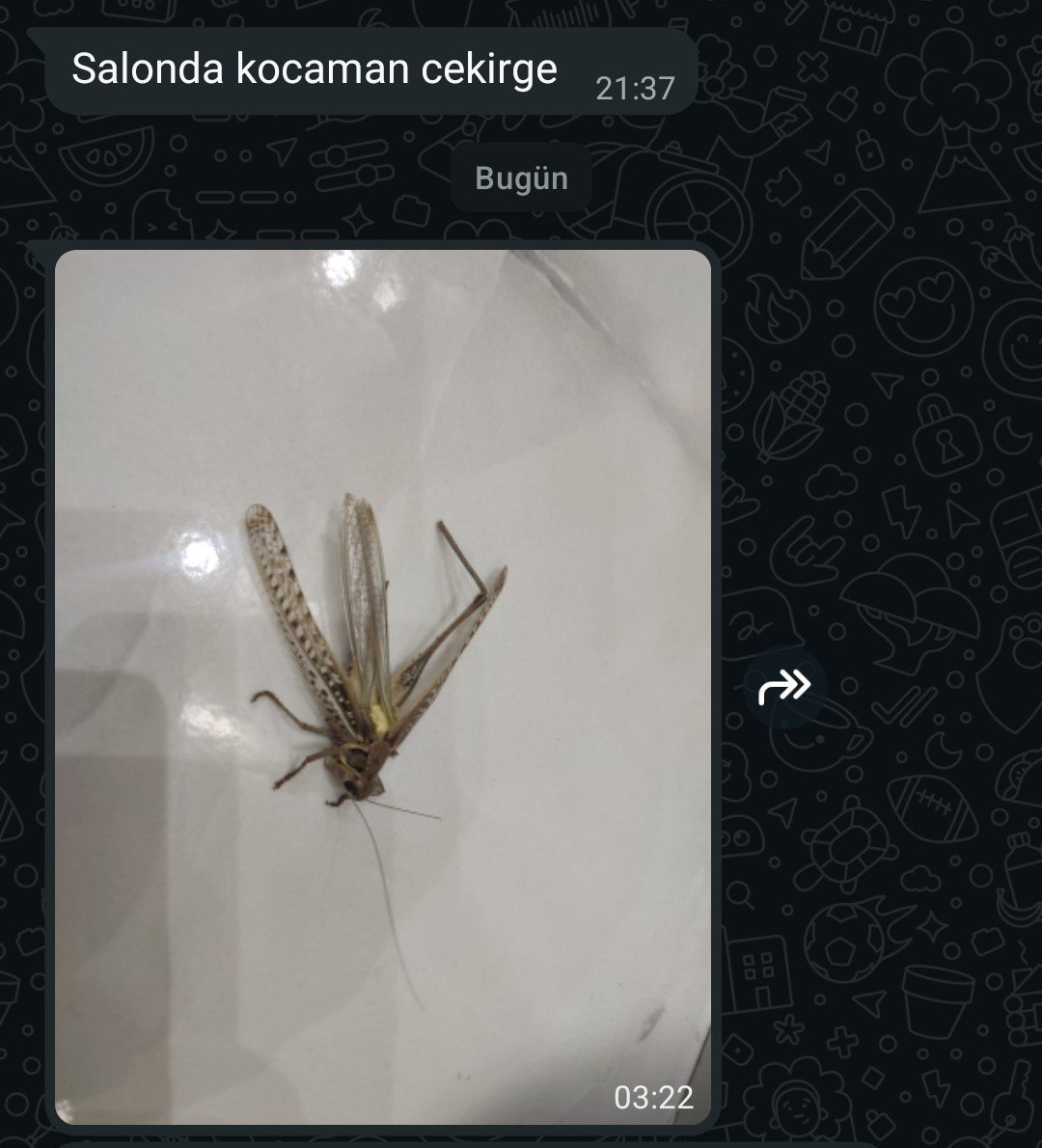 vreznovv's tweet photo. 6 saat çekirge kovaladım nerden geldin 5. kata nasıl sıçradın oğluşum öyle lesini teşhir ederim https://t.co/6BuMW6jSKe