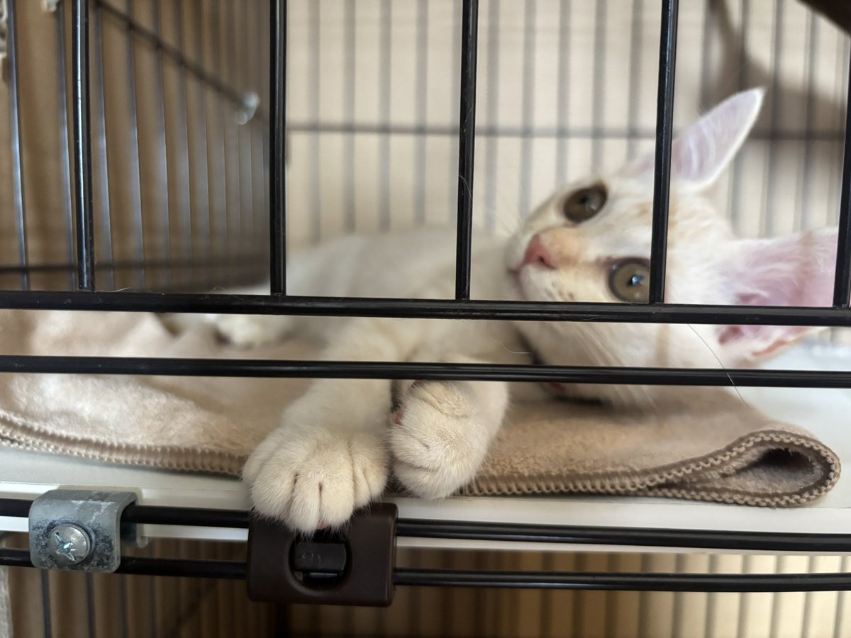 ANASTASIA_ISO's tweet photo. 3匹目のニャンコが来ました🐱
名前は….リタ https://t.co/OKf7eh9Lg1