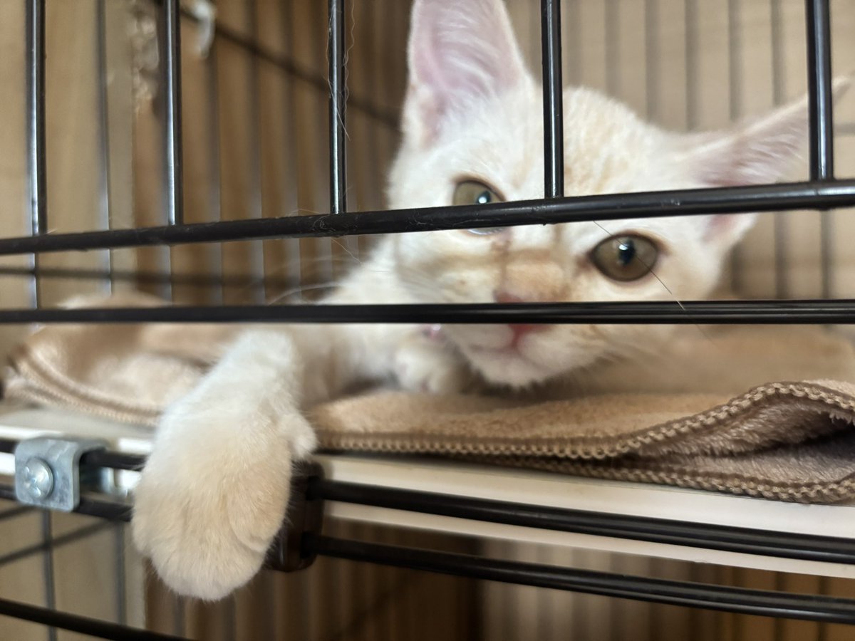 ANASTASIA_ISO's tweet photo. 3匹目のニャンコが来ました🐱
名前は….リタ https://t.co/OKf7eh9Lg1