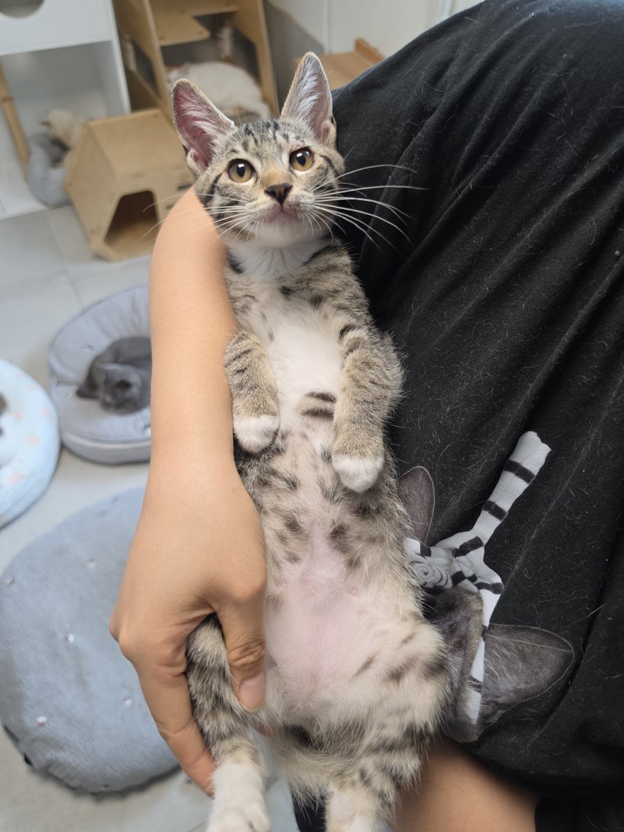 _imbo___'s tweet photo. 이렇게 얌전하게 안기는 아깽이 드물어요

#나비야사랑해_뻬뻬 #가족을기다려요 #서울경기인천 https://t.co/9fiN81oFIE