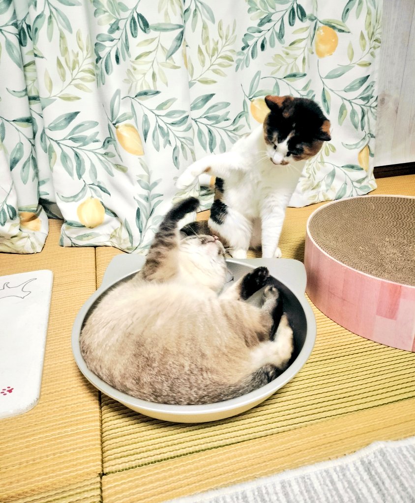 ねこ鍋が人気急上昇↑ ＃ねこ好きさんと繋がりたい #ねこ