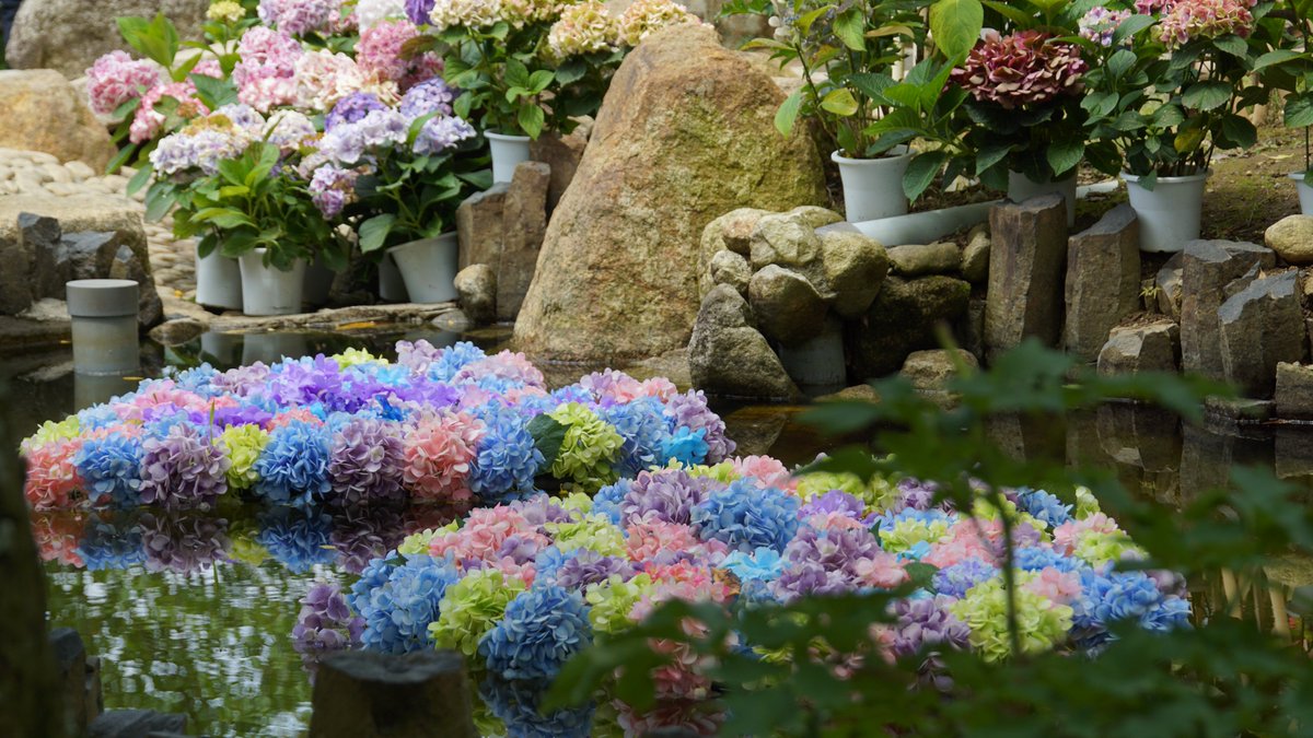 rei_zero39p's tweet photo. 紫陽花の記録② 天引観音①（６月） https://t.co/e3FcSakMlX