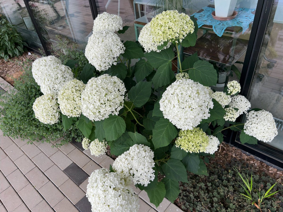 meifei_'s tweet photo. 図書館メモNo.126
 「りすた図書館」

北海道夕張市にある複合施設りすた。
施設内には夕張市役所南支所や多目的ホールも併設。
図書館は小さめ。手前には心地よい音楽が流れ、奥に進むほど雨の音だけの静寂に包まれる。
最奥には扉で空間が仕切られた自習室があり、緑と対面できる場所になっていた🌿 https://t.co/JuDnGlHSVq