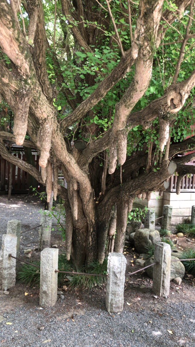 HakuJP's tweet photo. すごい木あった https://t.co/2hRLYilvIr