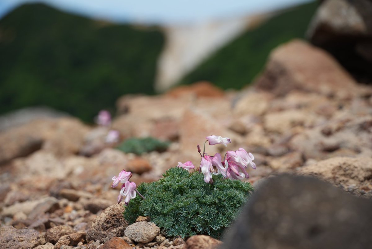 zeed_ex's tweet photo. ちょうど今は高山植物の女王コマクサの開花時期 https://t.co/TwkBtfyYOs