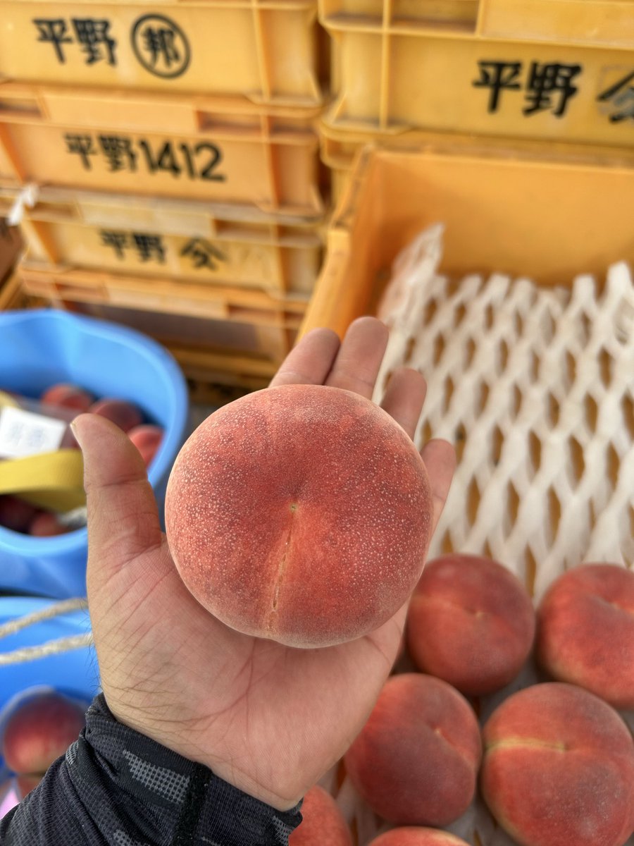 yukotemend's tweet photo. 今日1番美味そうだった桃はお主やな！

さてさて、誰のもとにお嫁に行くのか👰‍♀️ https://t.co/XUgOtXdV3E