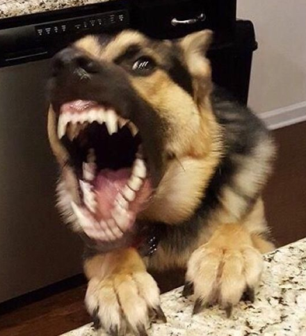 originofstunts's tweet photo. he's a little riled up from our walk! https://t.co/p9GfaTKru9