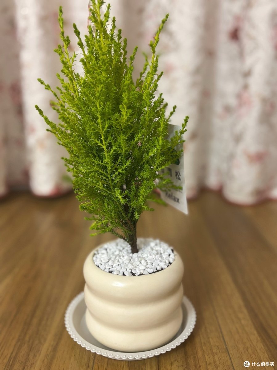nataschaadomeit's tweet photo. Turn an old mason jar into a cute desk planter! Add some succulents and a ribbon, your workspace gets a fresh green vibe in 5 mins. https://t.co/FzahMVkn4N