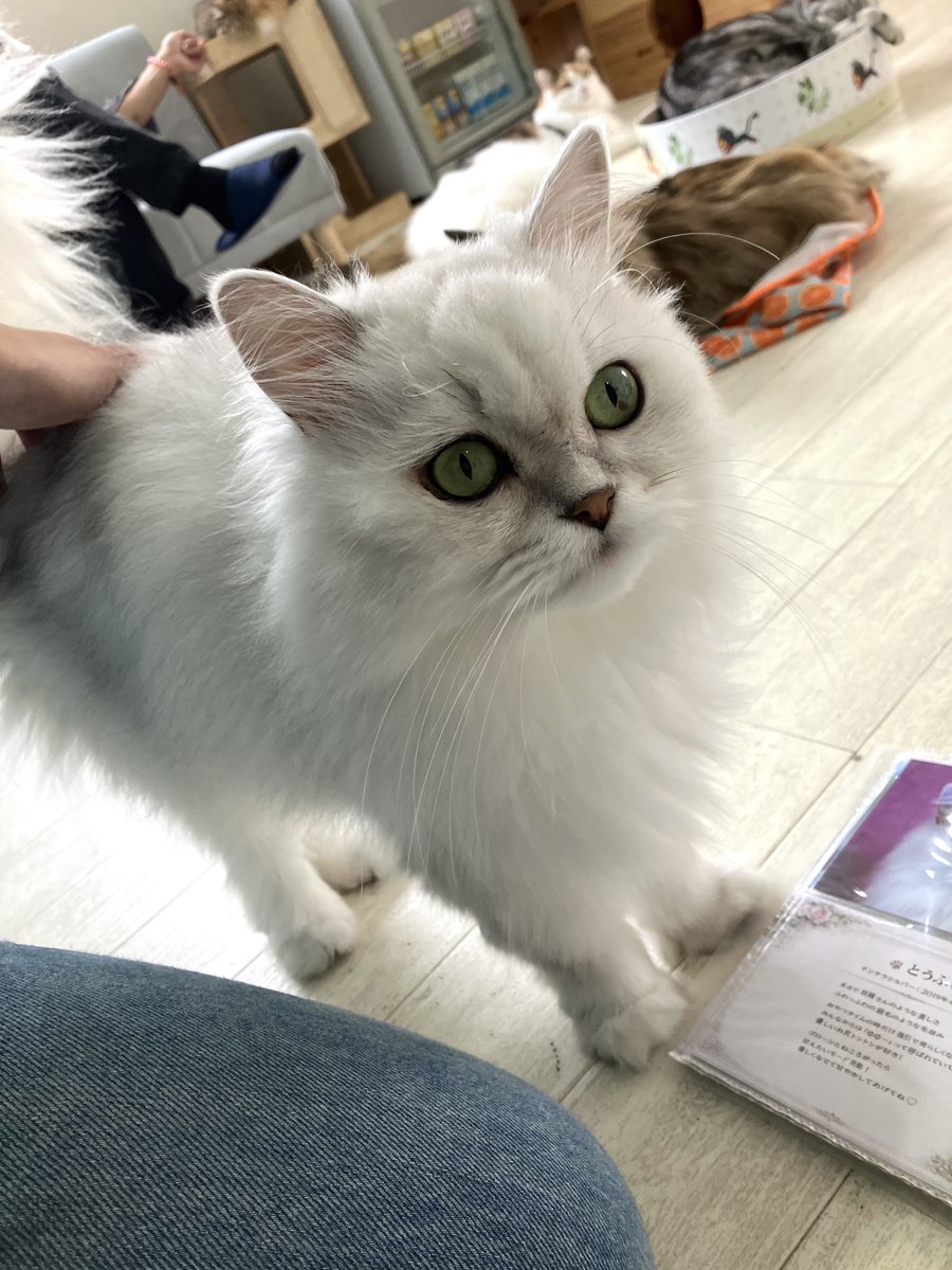 hoshi_no_hito's tweet photo. ラグドールさんログアウト🐾
みんなすごいフレンドリーでめちゃくちゃよかった〜〜🤤 https://t.co/5ZMDTKLo4s