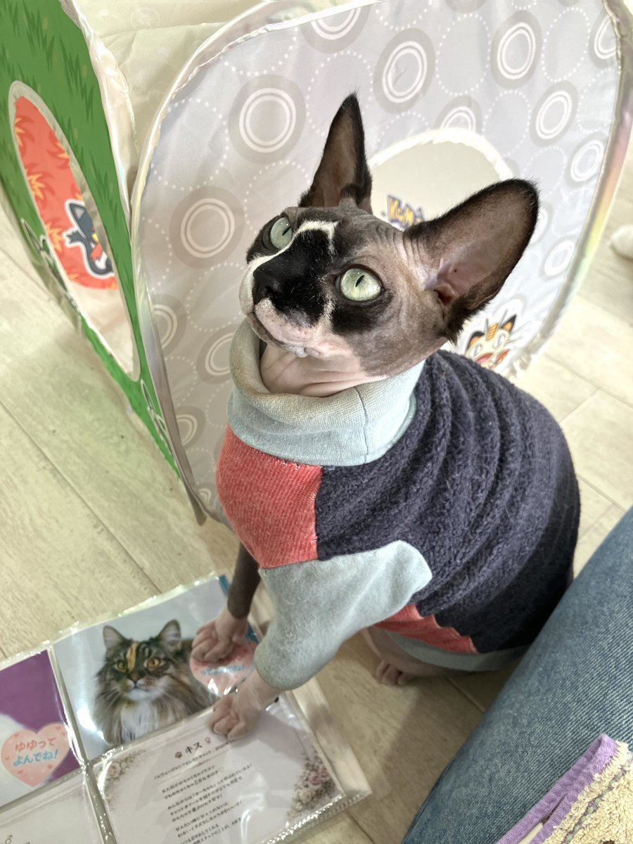 hoshi_no_hito's tweet photo. ラグドールさんログアウト🐾
みんなすごいフレンドリーでめちゃくちゃよかった〜〜🤤 https://t.co/5ZMDTKLo4s