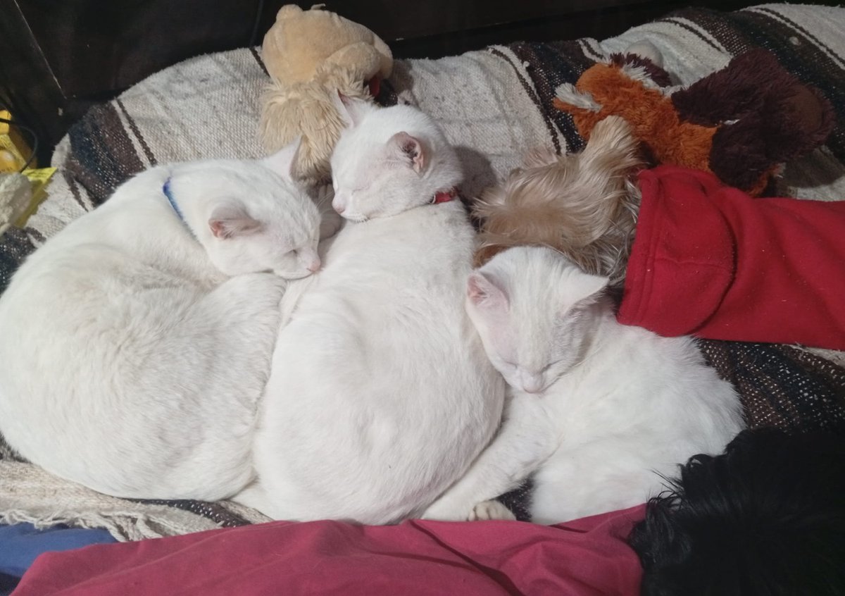 K_Winnie_'s tweet photo. Se los presento!! Me encanta que en mi casa llevarse como perros y gatos es esto!!.
A excepción de los perros,todos los gatos llegaron por su pie porque aunque es ciudad vivo en zona que eso ocurre. https://t.co/kvqHrKRPb9
