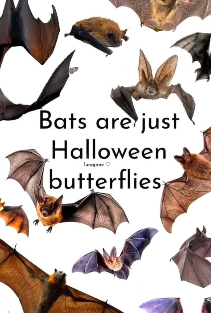 TheGhostHost's tweet photo. 🦇 https://t.co/xrej6wYISP