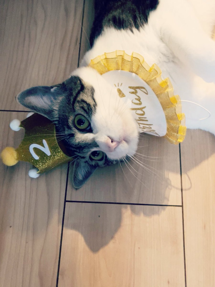 katoomiho's tweet photo. るびぃが今日で2歳になりました https://t.co/BCtkR6N8F5