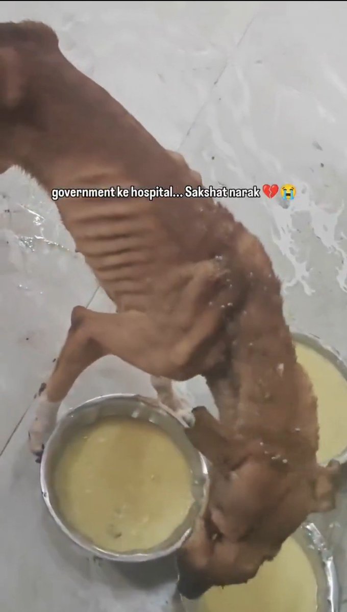 pvs000's tweet photo. 🆘🆘🆘🆘 

📍Govt Animal 🏥, Sambhajinagar (Aurangabad), Maharashtra

Here, Dogs r clearly counting their days to death due to hunger, thirst, lack of care in cage

How can we be proud of such an India where corruption &amp; atrocities are at their peak 

@petaindia @CMOMaharashtra https://t.co/kcnyS5KbJN