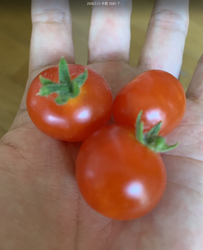 MeloPlant_'s tweet photo. #ミニトマト水栽培日記

ミニトマト3つだけ収穫しました🍅
柔らかい食感でみずみずしい感じでした…！

#ミニトマト #ミニトマト栽培
#ミニトマト水栽培
#家庭菜園 #ガーデニング https://t.co/anc3LU43FD