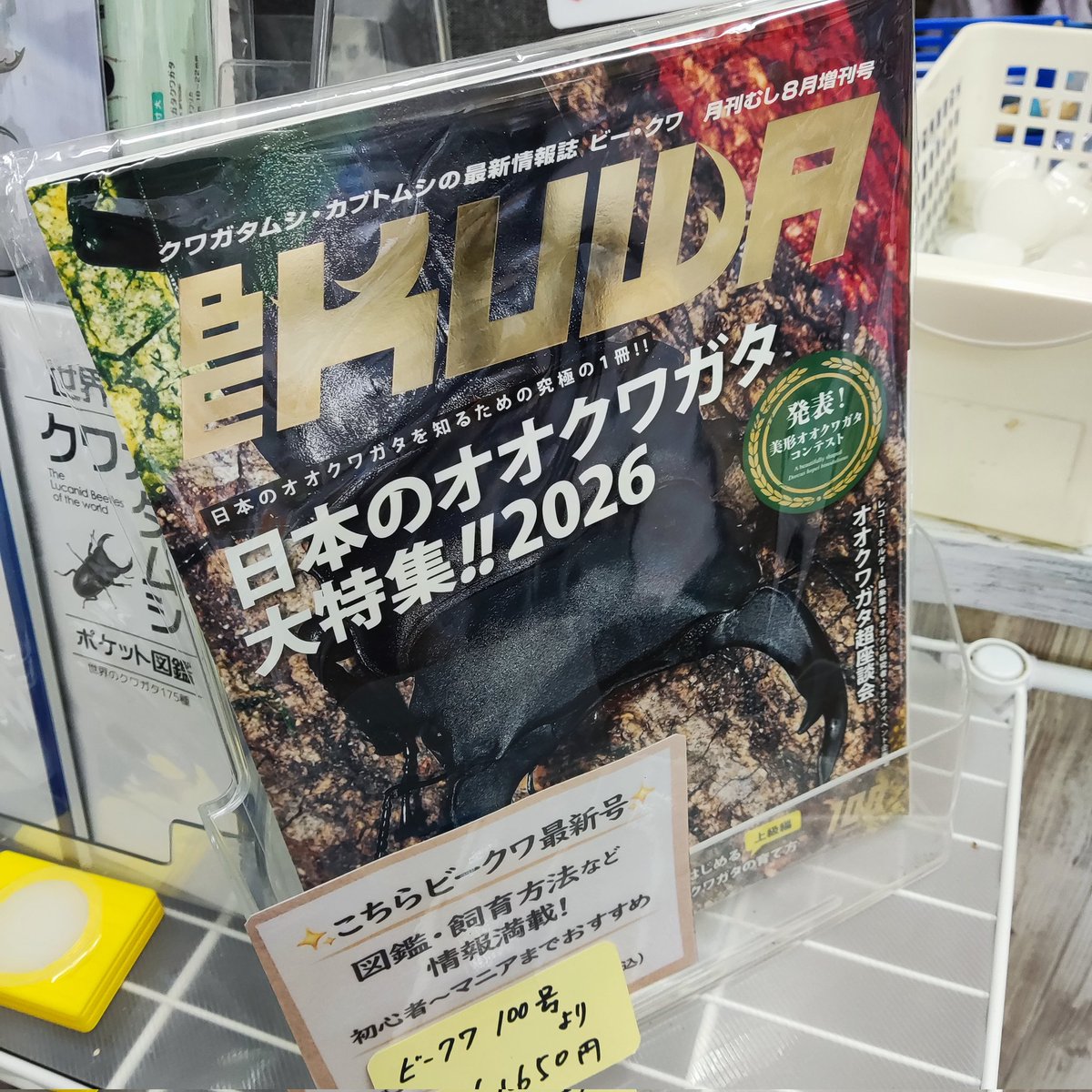 shop_MK_'s tweet photo. ビークワ100号納品しました✨

タイトル金色に輝いて100号の特別感出てますね✨✨😍

観賞用、保存用･･･何冊必要🤔

当店は在庫多くないので無くなったら注文になるかもしれないです🙏 https://t.co/AnZznCJUsc