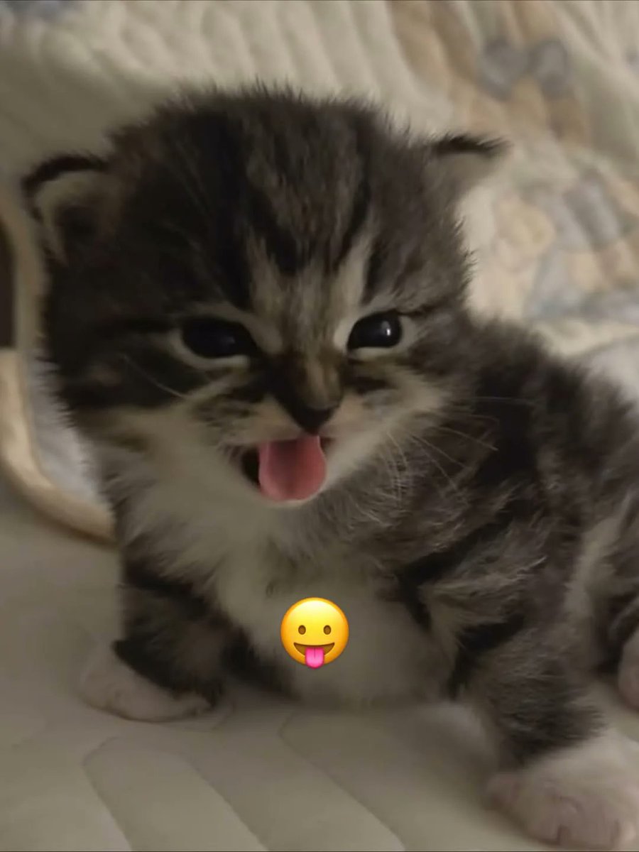 Catsillyness's tweet photo. https://t.co/I9ISczjAqY