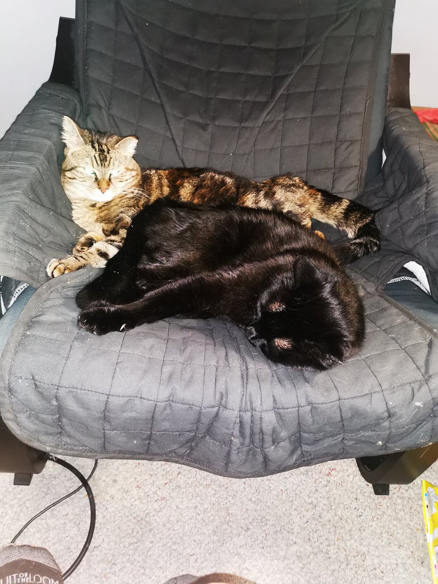 len_willmott's tweet photo. @saniyafatma1278 Ours is called ninja.  His sister is a black and brown calico and my boy is a ginger tabbie. https://t.co/p1f0NXosjh