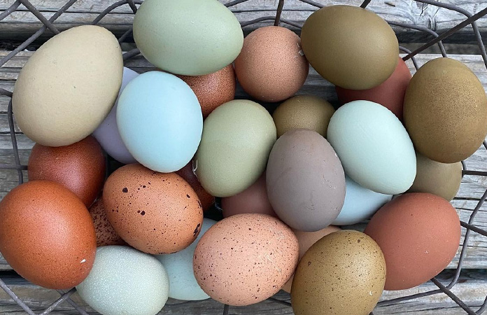 chilewich's tweet photo. Behind the scenes of our colorful new collaboration: @MarthaStewart’s Backyard Eggs Inspired Hachiman’s New Color Palette https://t.co/G5F2mecEVs via @designmilk https://t.co/7peeipep0C
