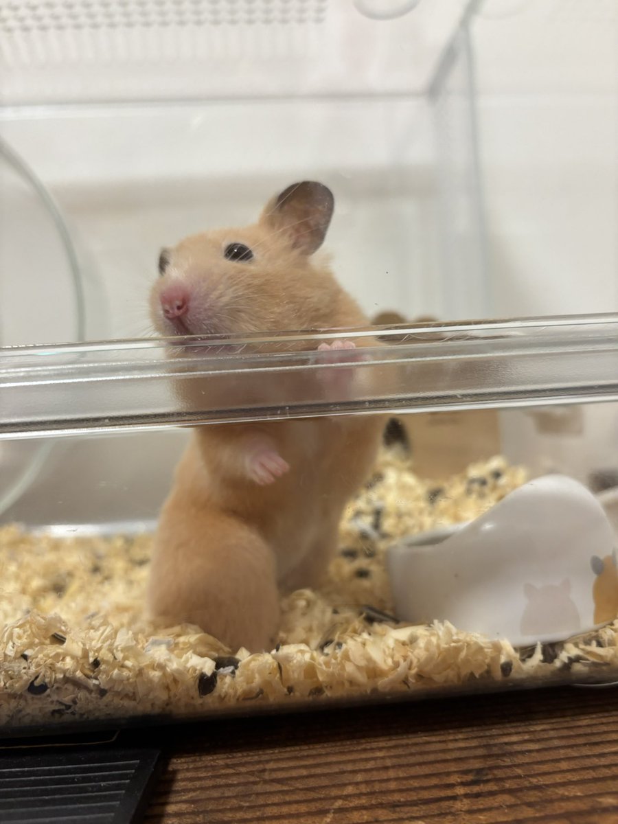 highball_1206's tweet photo. 見返り美人図🐹 https://t.co/YkrSX7D30R