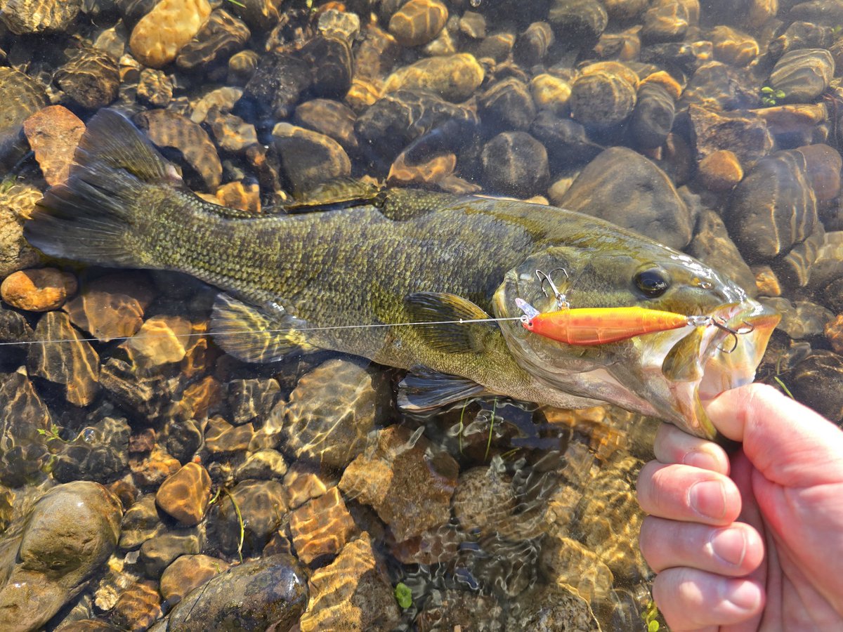 IDSurvivalPrep's tweet photo. Had the ultra light rod in the truck, a Bloody Brown 2.75" Mini Jerk, a d a couple hours to kill after closing the shop. 
Now I have dinner tomorrow, lol. 
And if you like catching fish, the Mini Jerks are available at https://t.co/tcWOoHbN2i. https://t.co/rGKtSJIyxP