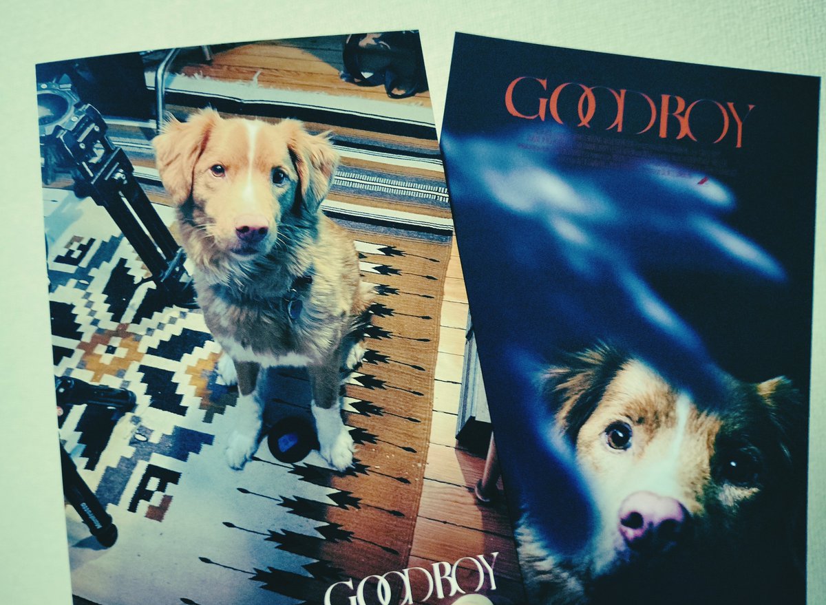 miru_pan's tweet photo. ずっと楽しみにしてたから初日に鑑賞🐾
切な健気かわいそ可愛いくて始まって数シーンで泣いた🥹
人の顔がほとんど出ないからインディに全集中w
#GOODBOY
#グッド・ボーイ https://t.co/sBrxxGeZGP