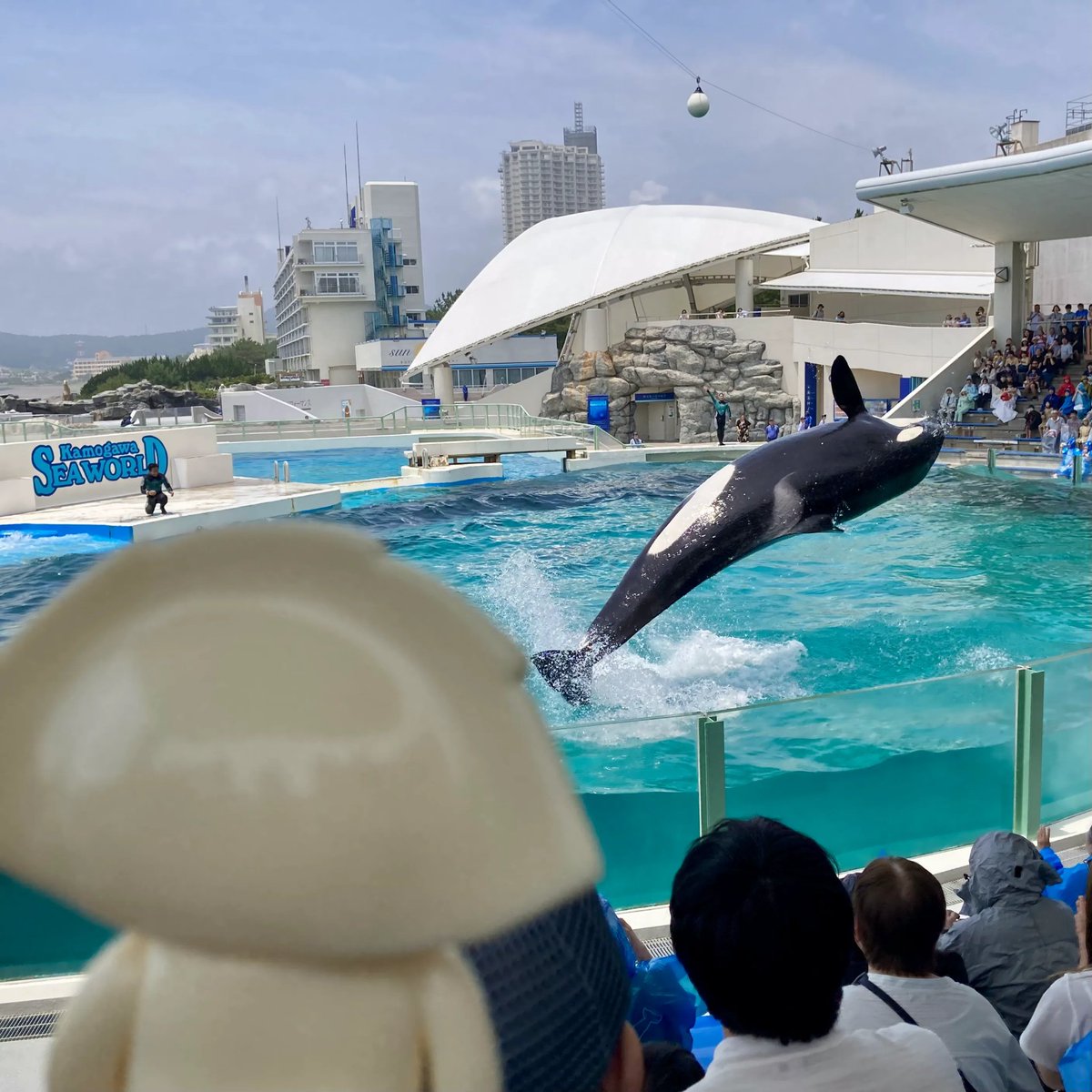 🐟トチギマーケット営業中！🐻 GYOZAくんと鴨川シーワールドへ