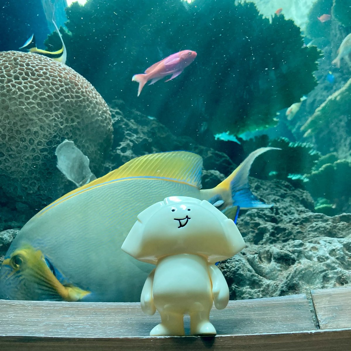 🐟トチギマーケット営業中！🐻 GYOZAくんと鴨川シーワールドへ
