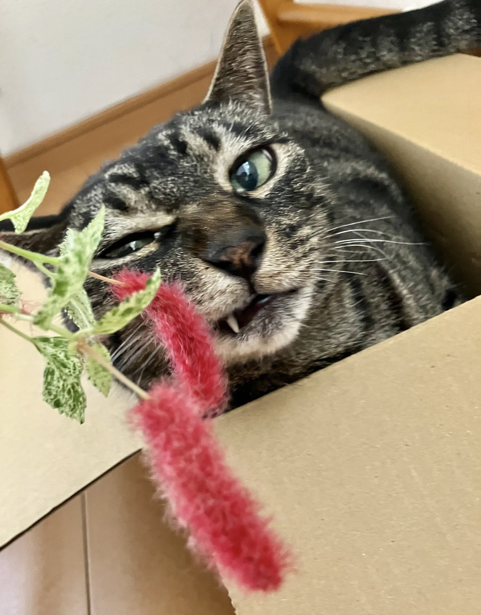 tora_moru's tweet photo. 猫じゃらしw https://t.co/hGlFyM9VaQ