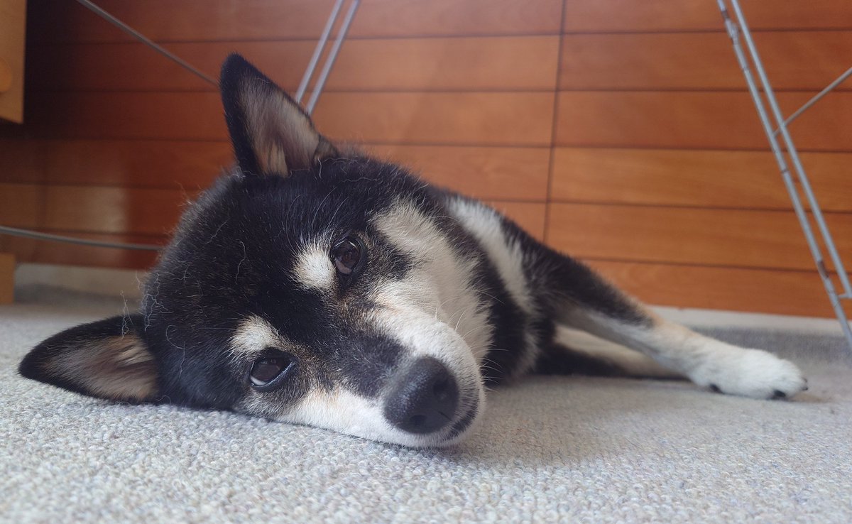 BrideOfDawn's tweet photo. よく寝た〜
此方は寝言で飼い主を起こした御犬様。 https://t.co/QQx6YxPzgI