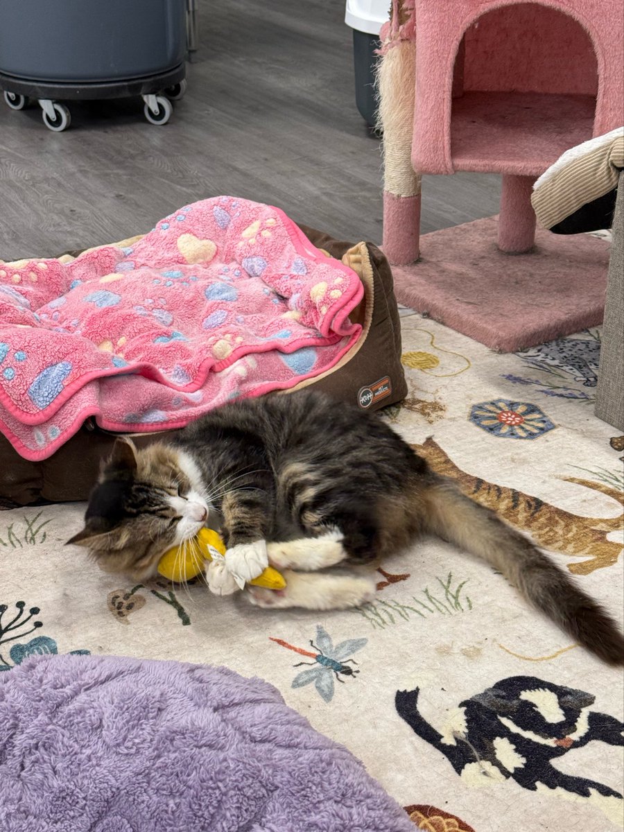 Friends of Bear Cat Rescue tweet media