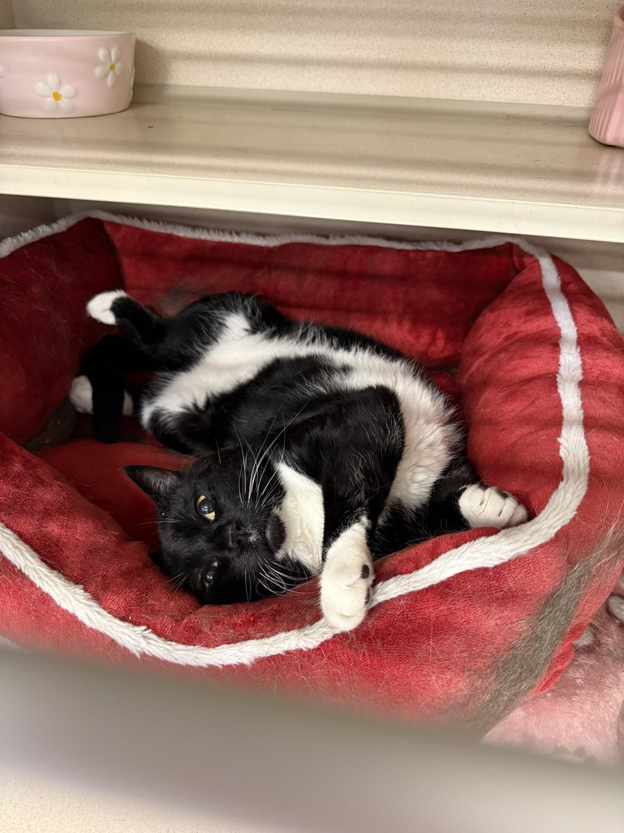 Friends of Bear Cat Rescue tweet media