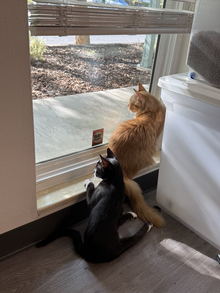 Friends of Bear Cat Rescue tweet media