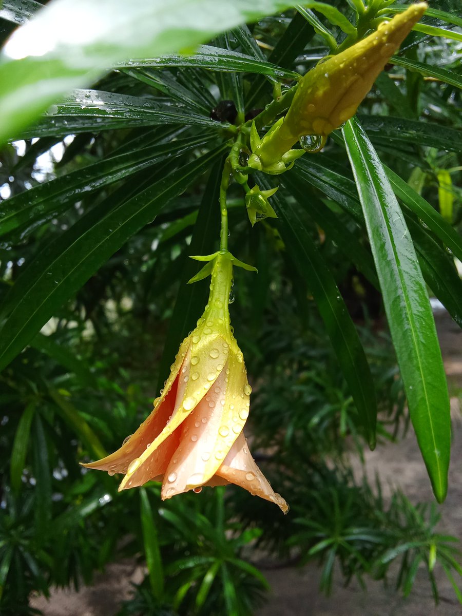 SamridhiTiwar19's tweet photo. प्रकृतिप्रणीत सौंदर्यम्.....🧡
The beauty fashioned by Nature..🌿

राधेकृष्ण ❤️ https://t.co/6CH7f8mfyi