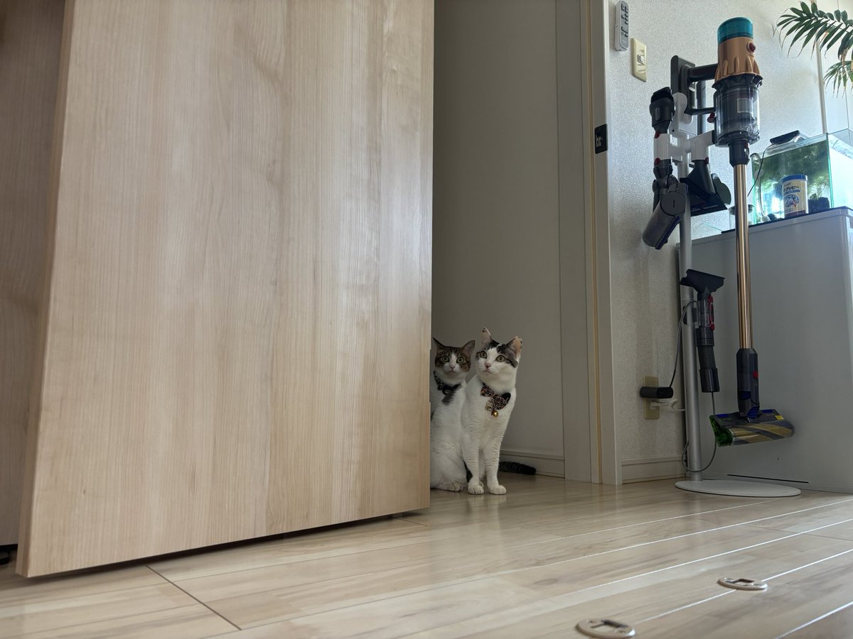 ANASTASIA_ISO's tweet photo. 新入りを警戒する先住猫ズ https://t.co/pdSaiFnd6H