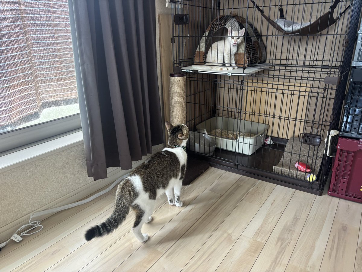 ANASTASIA_ISO's tweet photo. 新入りを警戒する先住猫ズ https://t.co/pdSaiFnd6H