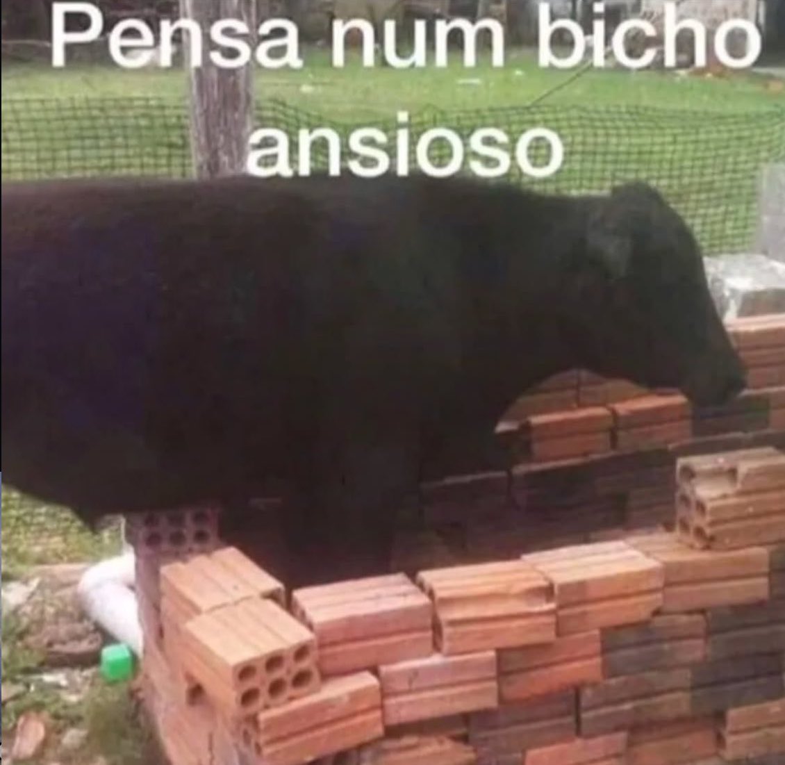 _mil0ca's tweet photo. amanhã é projeto x com os irmãos https://t.co/Io5XSwbGXb